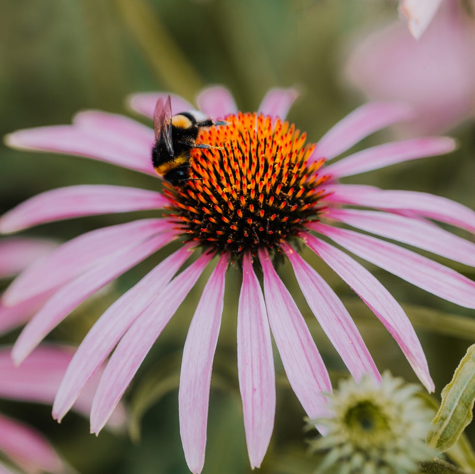 coneflower