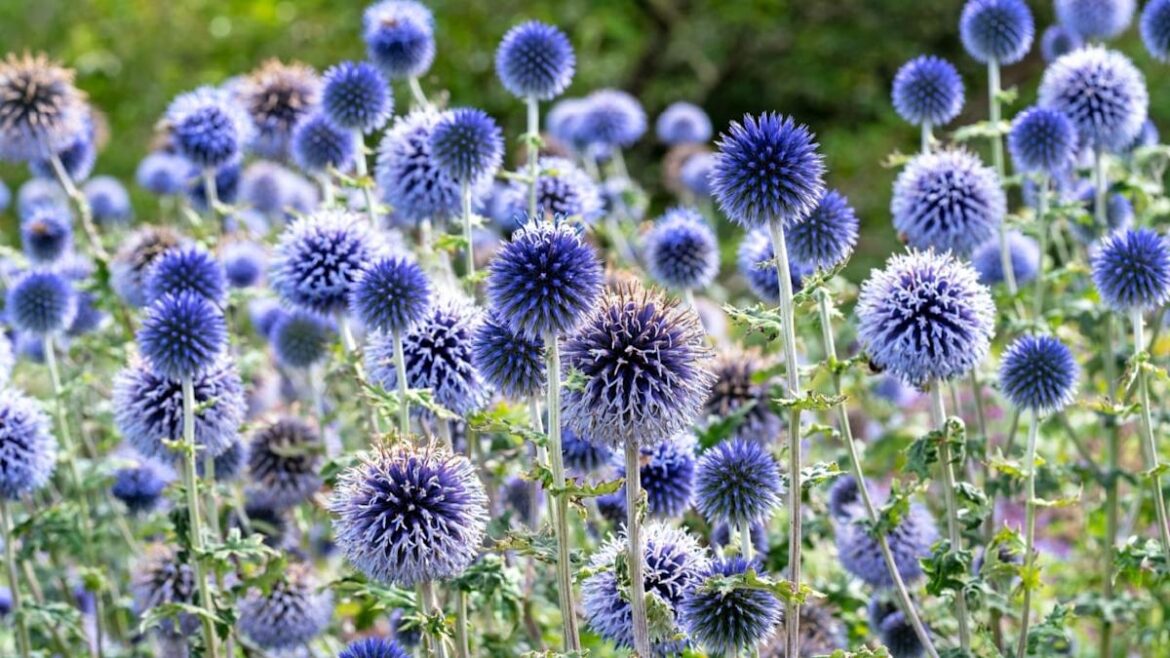 12 Perennials Experienced Gardeners Quietly Swear By (And You've Probably Never Grown)
