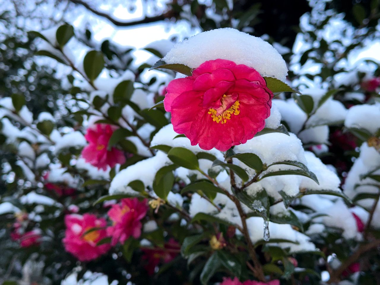 Camellias in the snow at Enyūji, a temple in Tokyo founded in 853, photographed in February 2026. (© Izumi Nobumichi)