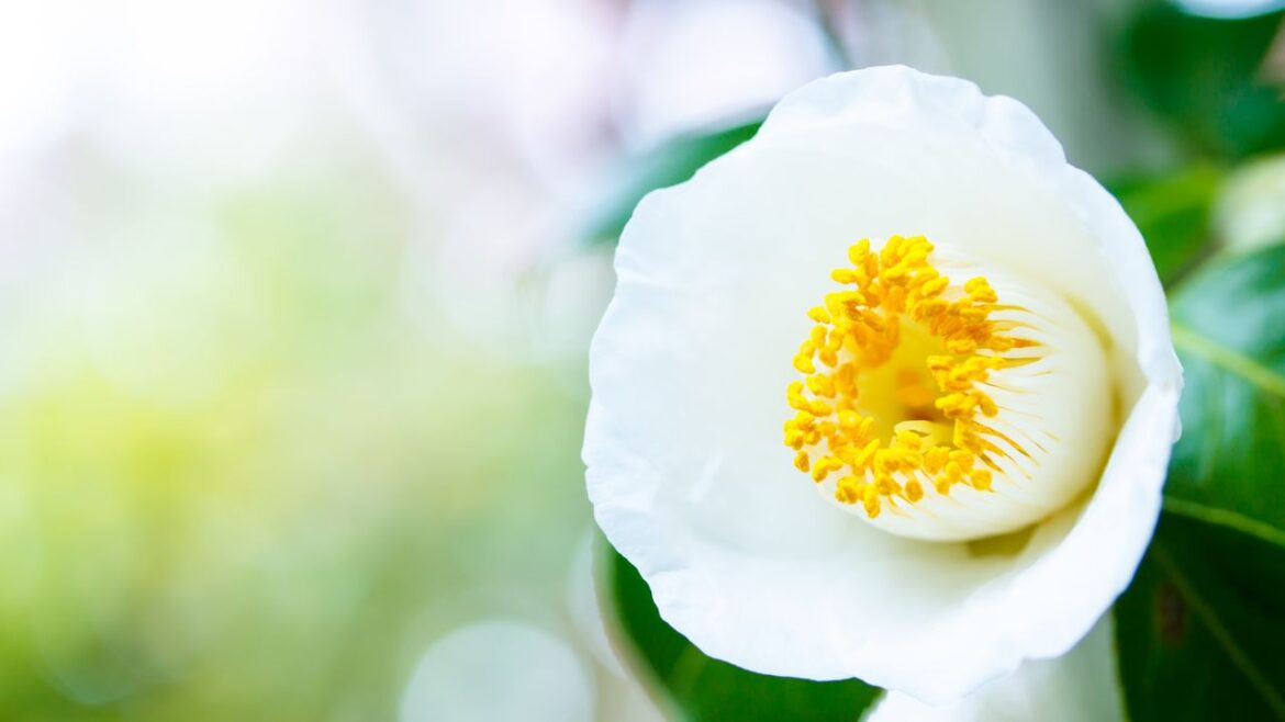 Tea, Faith, and Gardening: “Camellias and Japanese Culture” Tea, Faith, and Gardening: “Camellias and Japanese Culture”