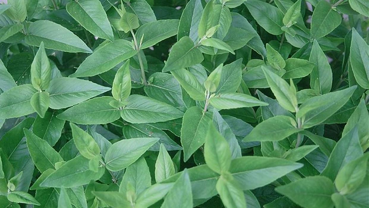 Pycnanthemum muticum - Short-toothed Mountain Mint