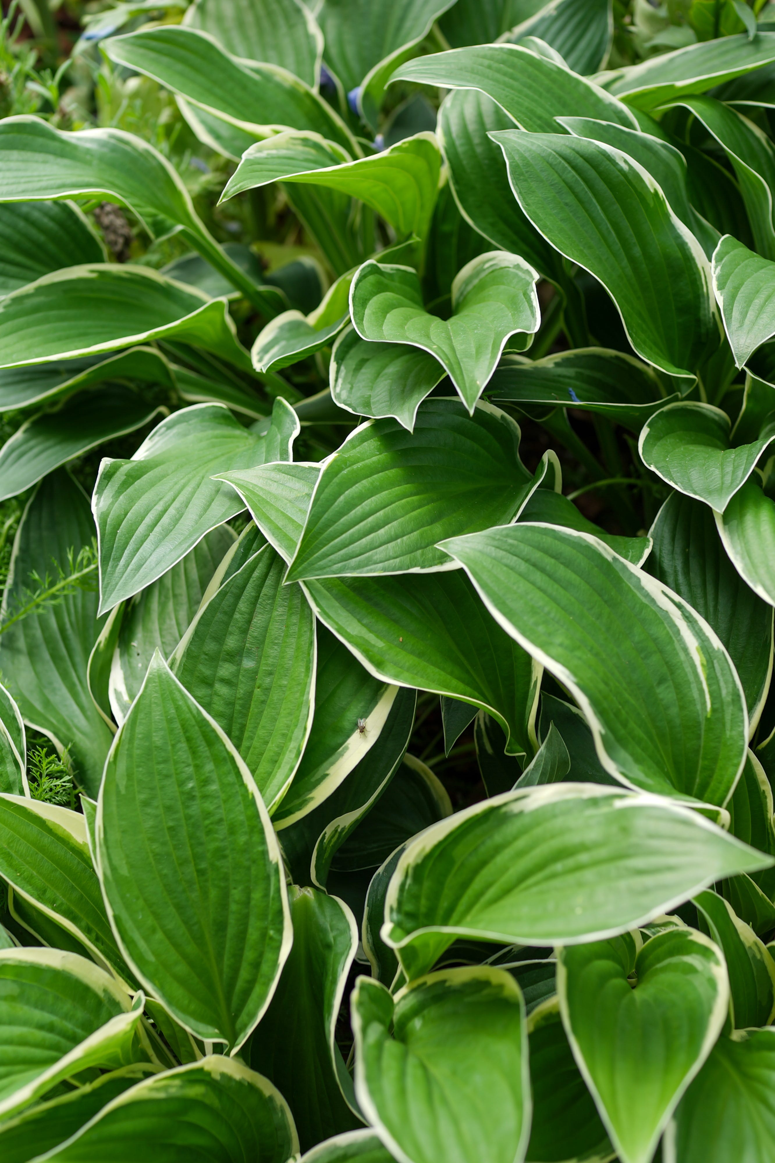 Hosta Tratt in a garden