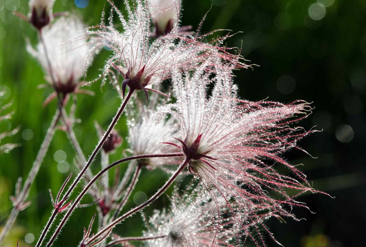 10 Self-Seeding Perennial Flowers That Come Back Stronger Year After Year 10 Self-Seeding Perennial Flowers That Come Back Stronger Year After Year