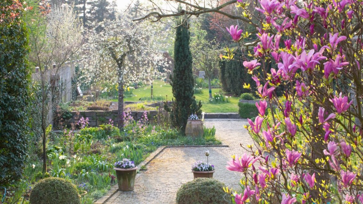 The best magnolias for your garden