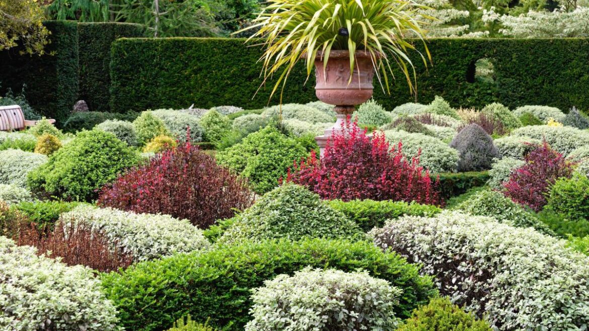 Ditch the box hedge and plant these caterpillar-free alternatives