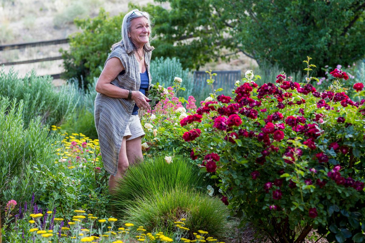 A senior adult, grandmother pruning roses in her garden