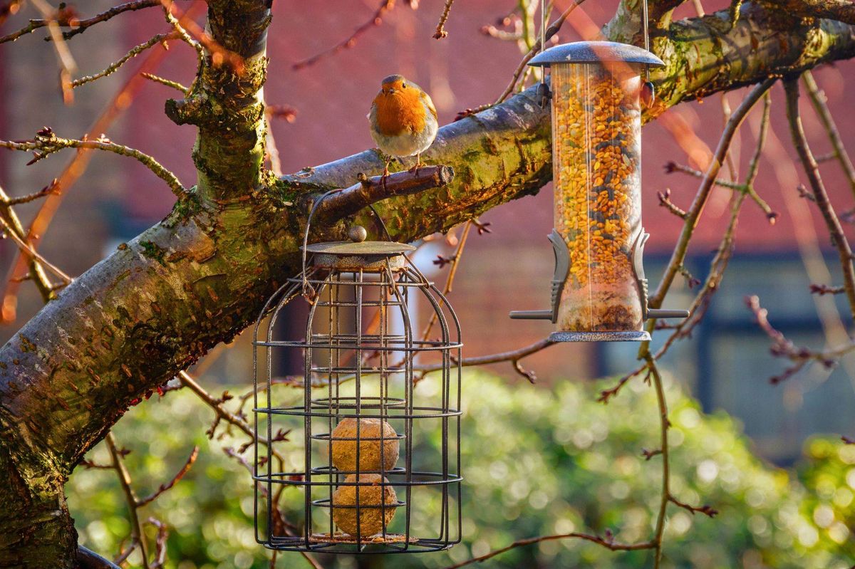 Picture of a robin next to birdfeeders filled with suet balls and seeds