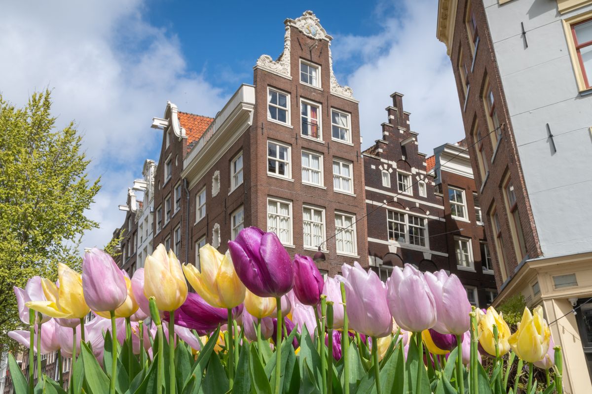 This is a photo of colorful tulips in Amsterdam, Netherlands