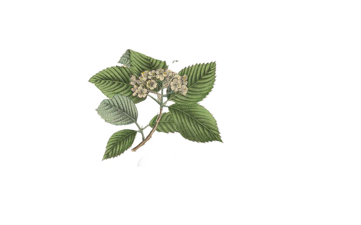 botanical illustration of leaves and flowers