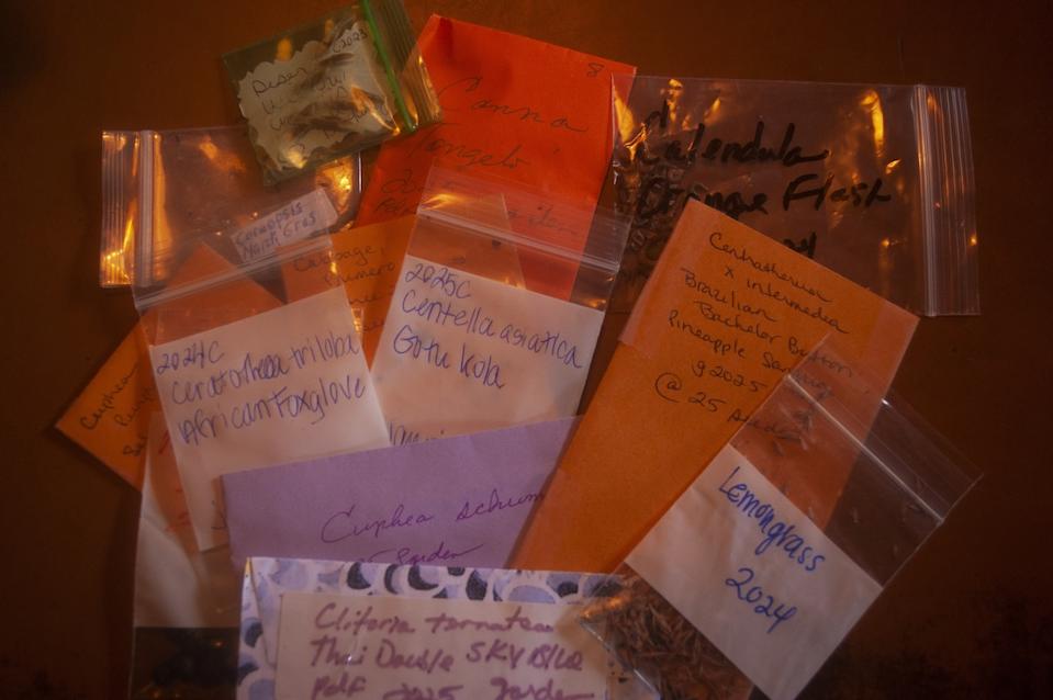 Packets of seeds from seed trading with friends and seed swaps.