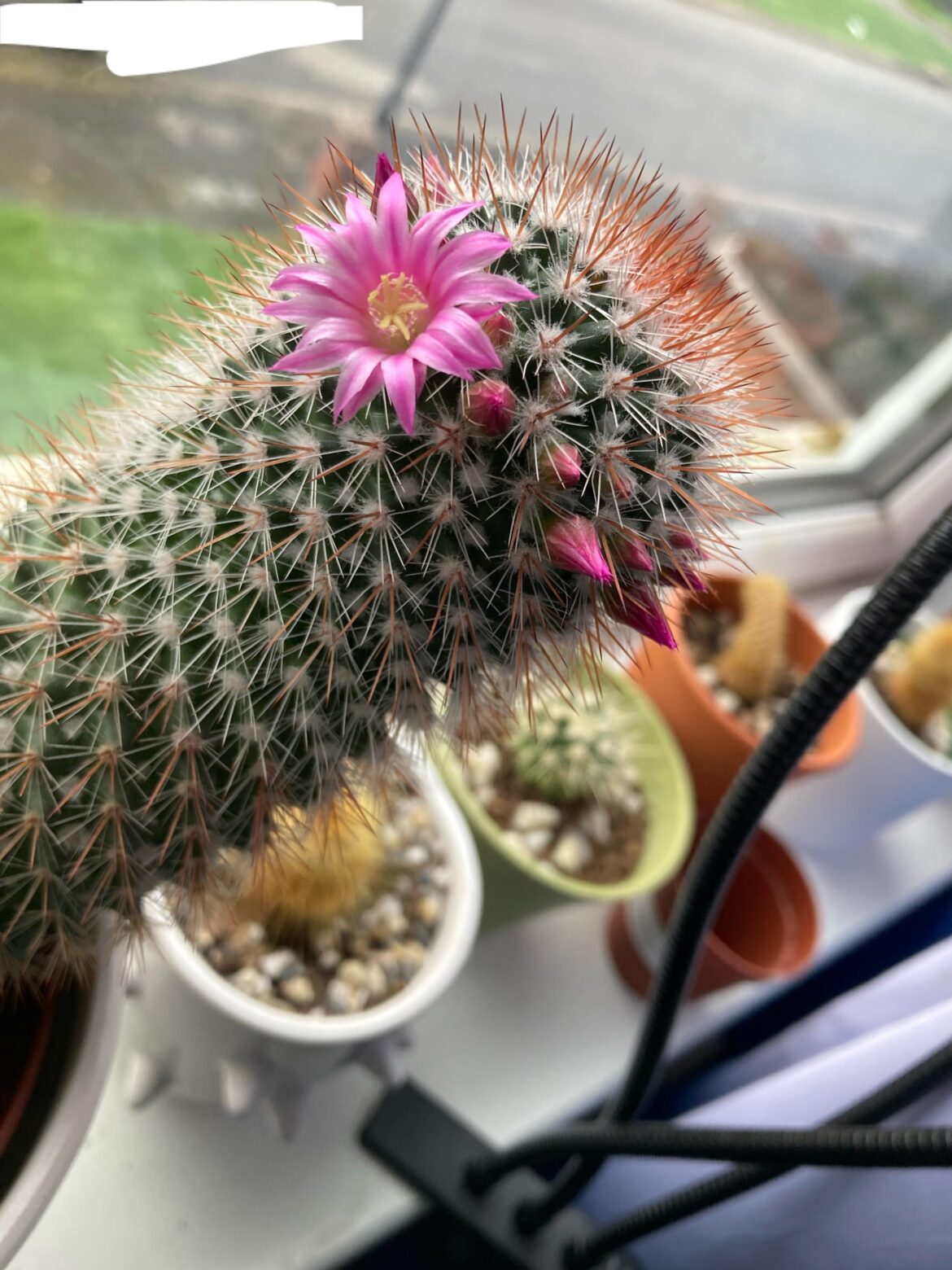 So many buds! Flowering Cactus