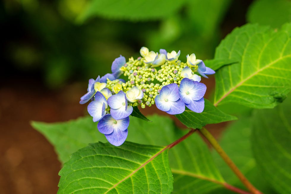 Hydrangea flower cluster with blue and yellow blooms. Hydrangea flower cluster with blue and yellow blooms.