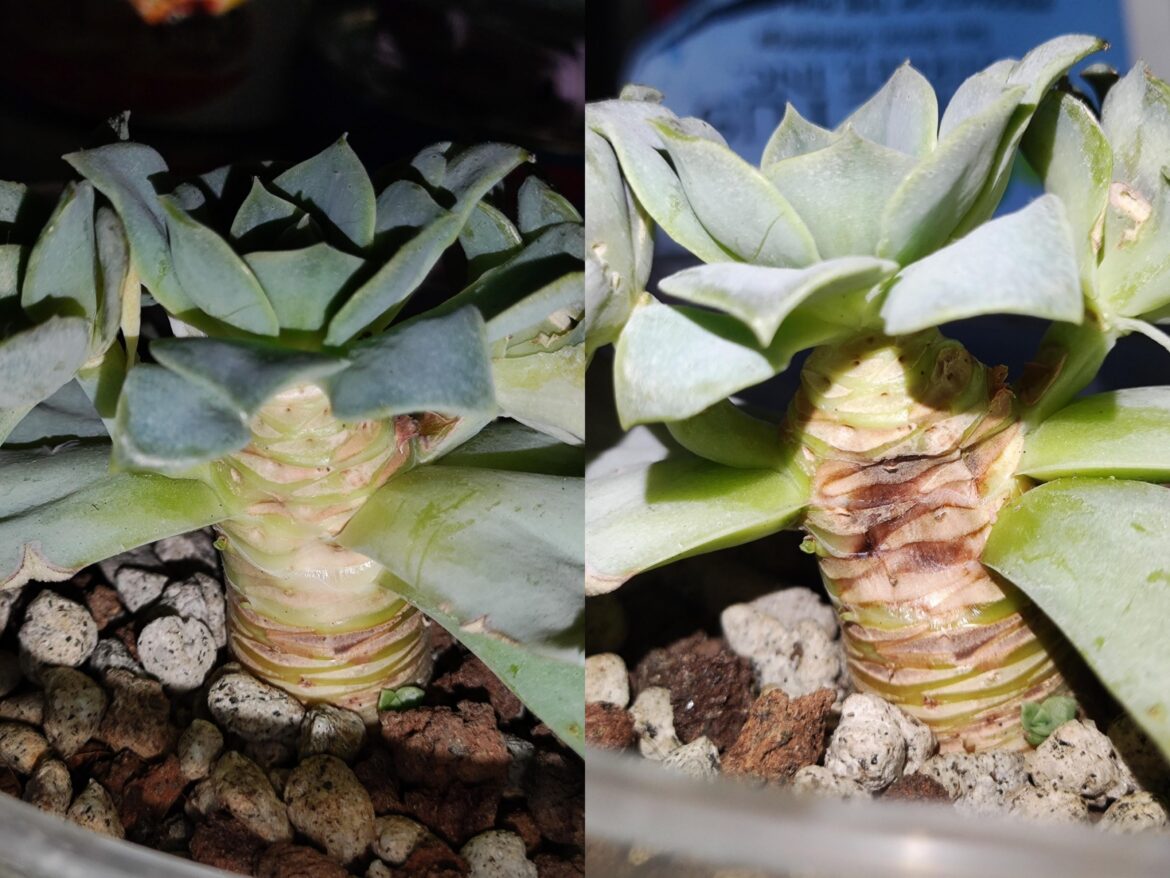 Is this dry rot or just scarring?