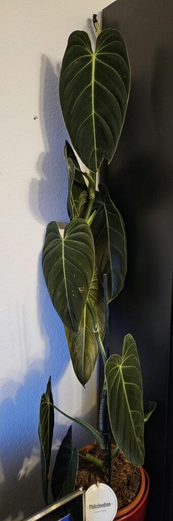 Repotted my philodendron: useless or useful? Repotted my philodendron: useless or useful?