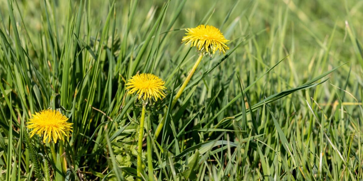 Skipping This One Gardening Job In March Will Help Wildlife (And Save You Time)