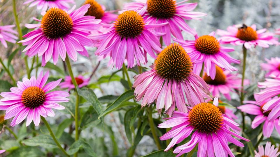 Blossom of bright of Echinacea Purpurea. Herbal medicine. Medical plant for health and immunity. Bright Purple Coneflower