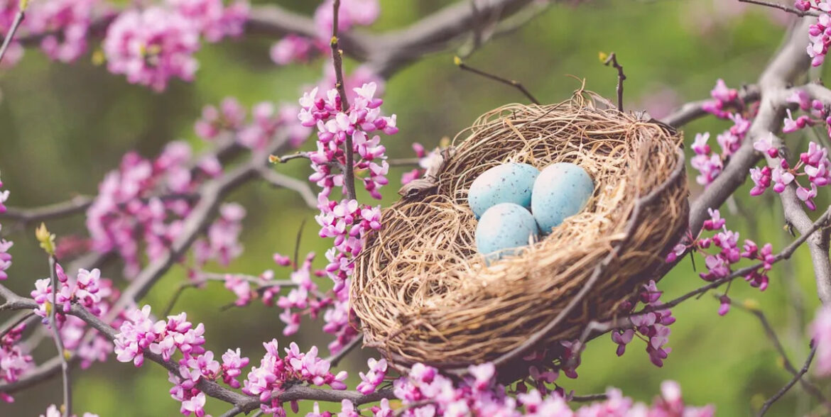 How to attract nesting robins to your garden – 3 simple tricks that really work