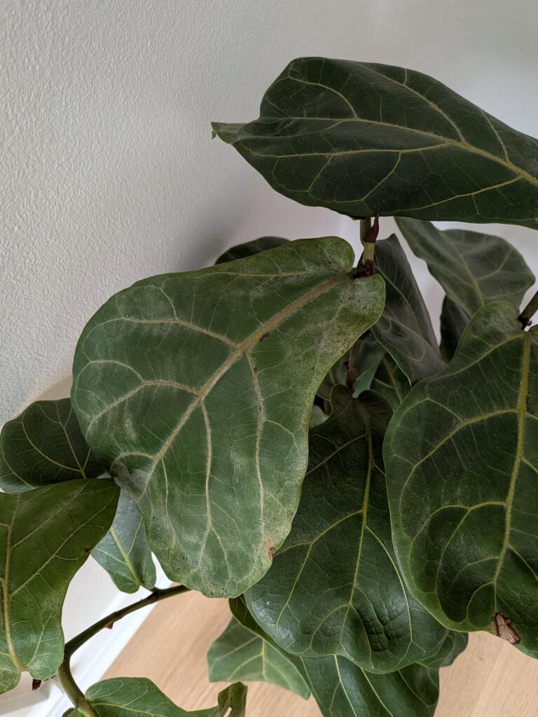 What's happening to my leaves