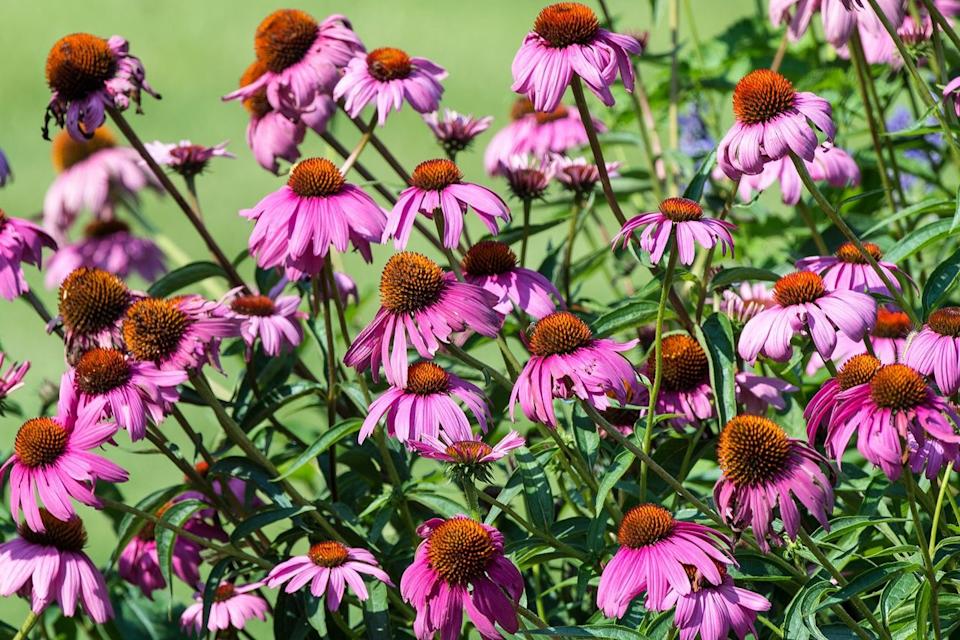 Coneflowers are an important part of bird habitat.Credit: Tom Stovall / Meadowlark Botanical Gardens