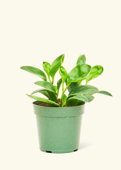 37 Low-Light Houseplants That THRIVE in Darkness