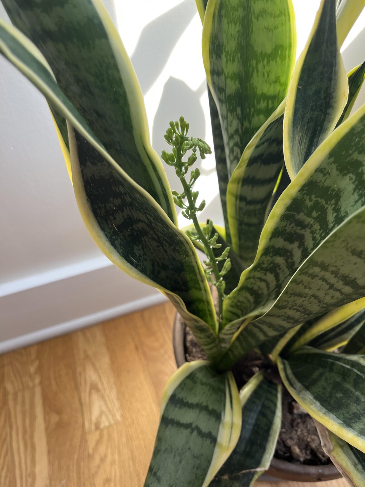 What’s this growing from our snake plant?