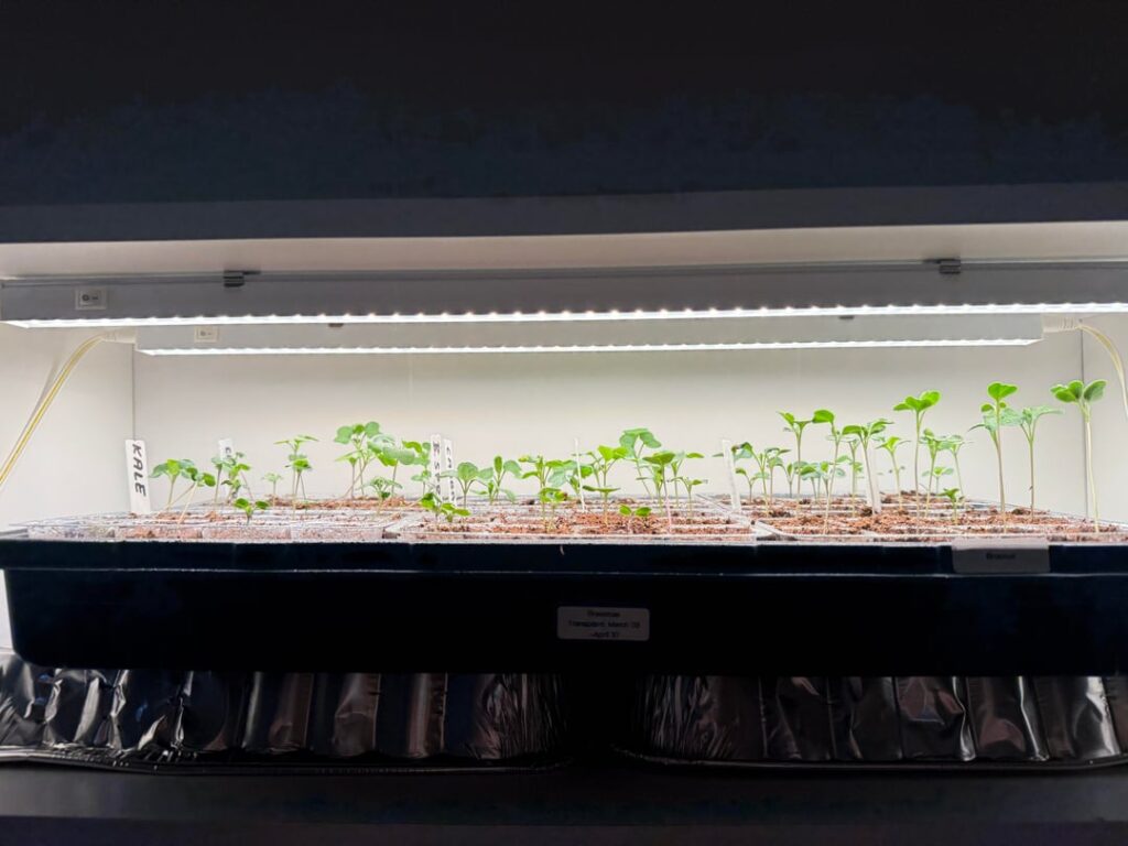 First time gardening. How are my seedlings doing?