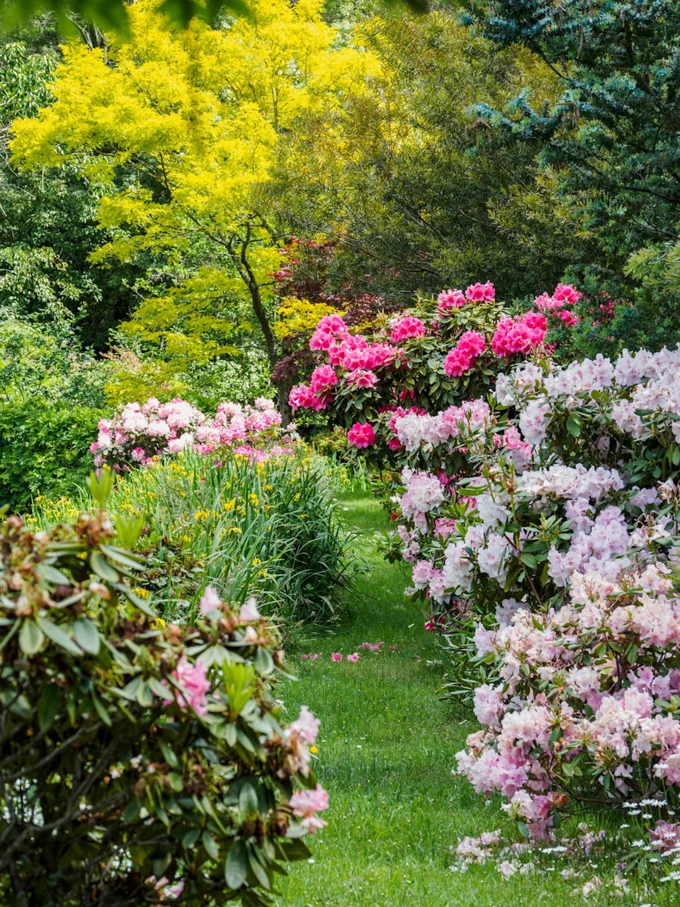 colorful garden path lined with blooming flowers and trees