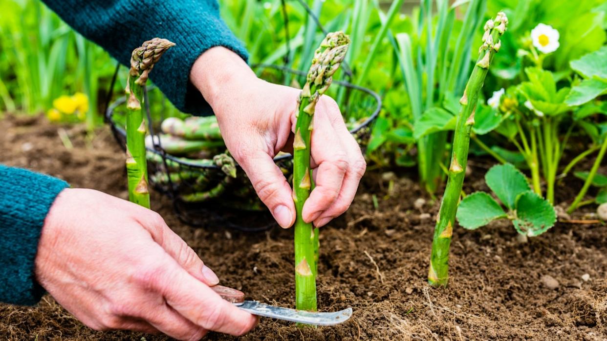 Woman's hand shear green asparagus in the garden.
