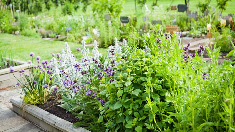 Beautiful blooming herbal garden with chives, lavender, rosemary, mint, catnip and many others. Herbal and Medicinal plants Garden.