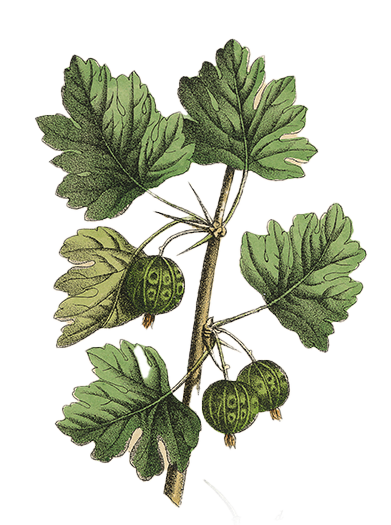 botanical illustration of a plant with large green leaves and fruit