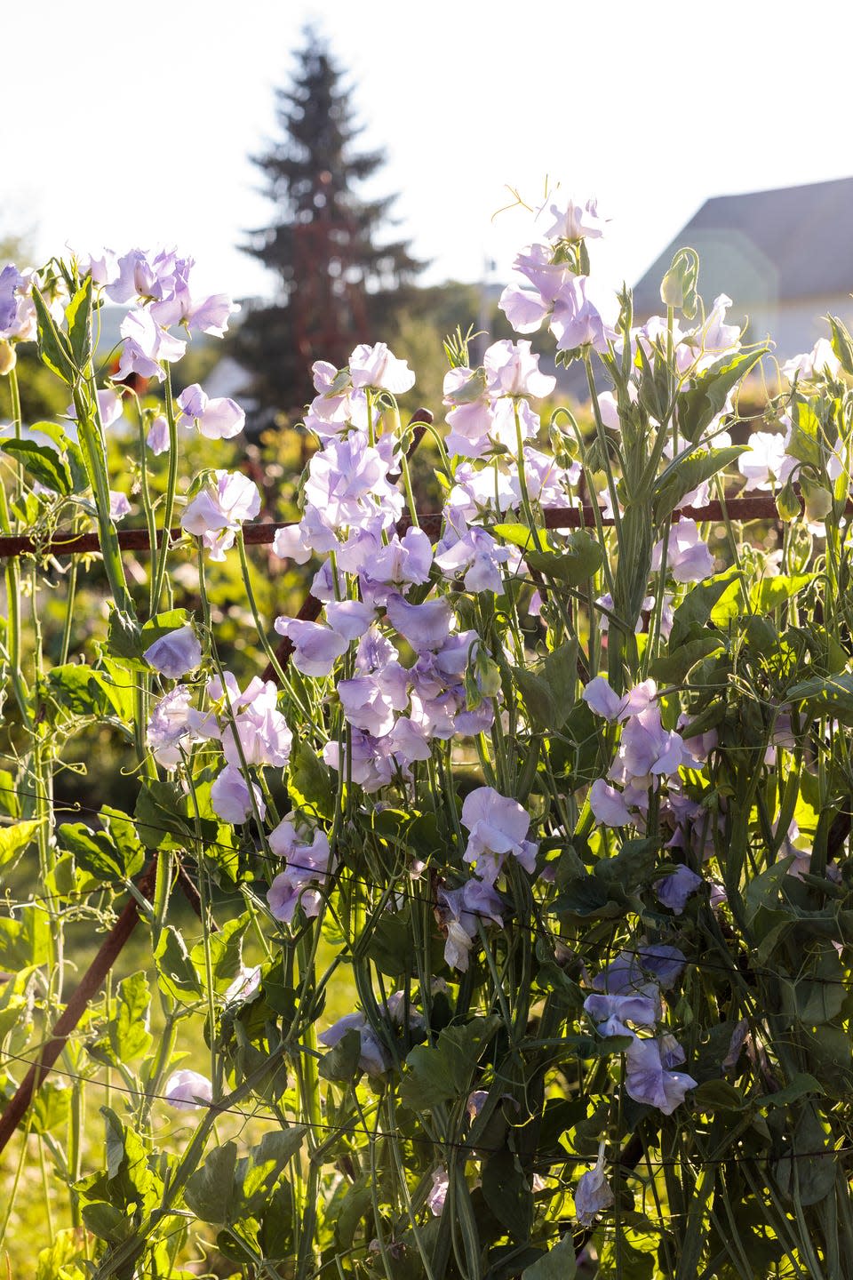 sweet peas climb at christopher spitzmiller's clover brook farm