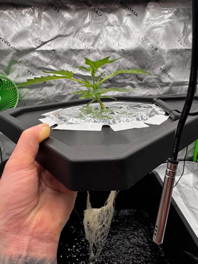 Lmao, fan got stuck pointed directly at the plant and didn’t notice till a couple days after🥴