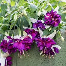 Fuchsia 'Giant Deep Purple'