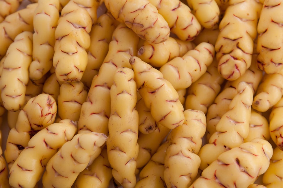 tubers of oca oxalis tuberosa root vegetable of latin america