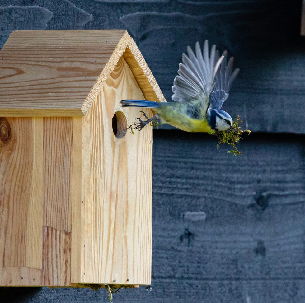 Eurasian blue tit in flight, leaving a wooden nesting box eurasian blue tit in flight, leaving a wooden nesting box
