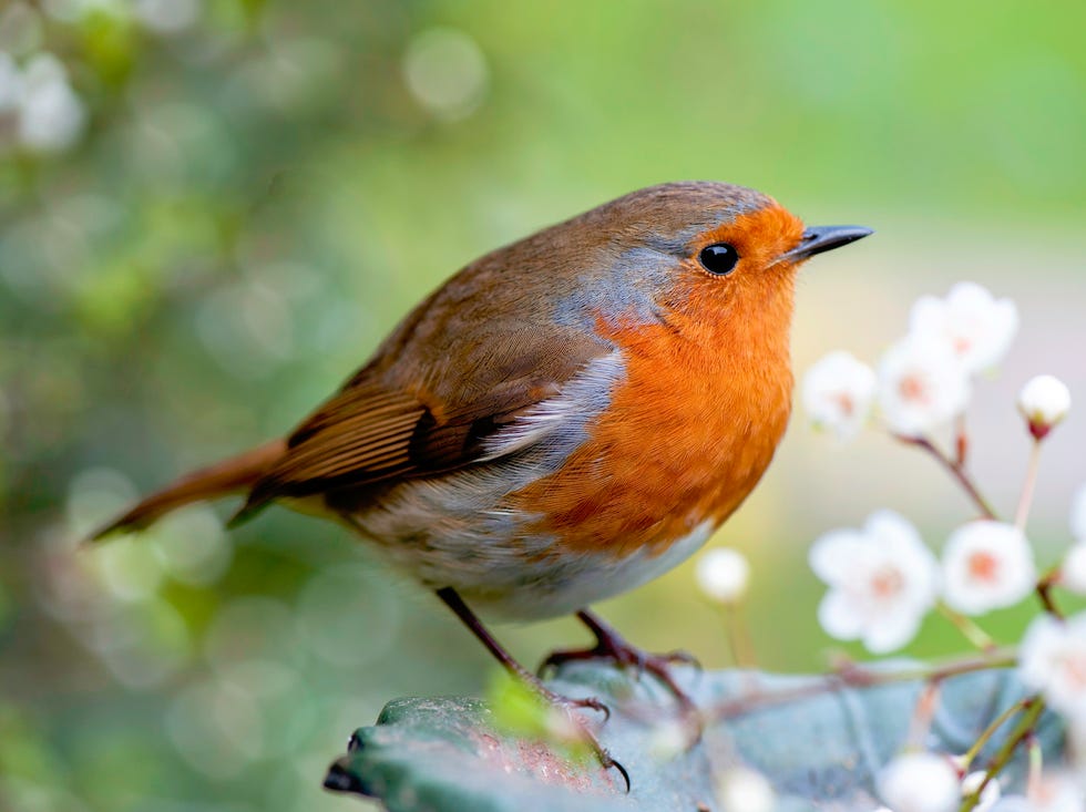 robin perched on edge of a bird bath