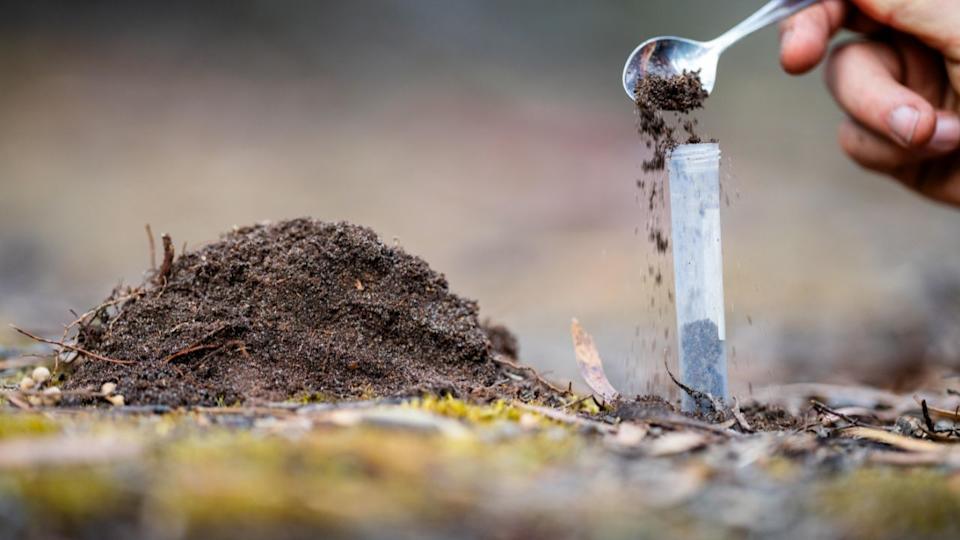 taking a soil sample for a soil test in a field. Testing carbon sequestration and plant health in australia