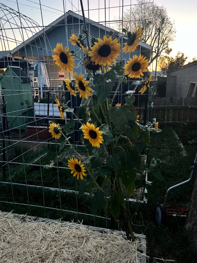 My prides in the garden so far π My prides in the garden so far π