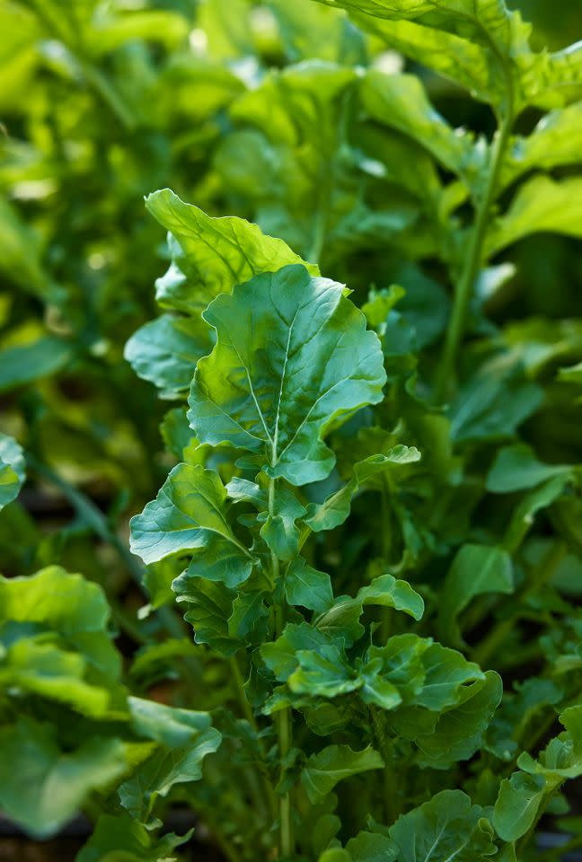 Credit: Courtesy of Burpee