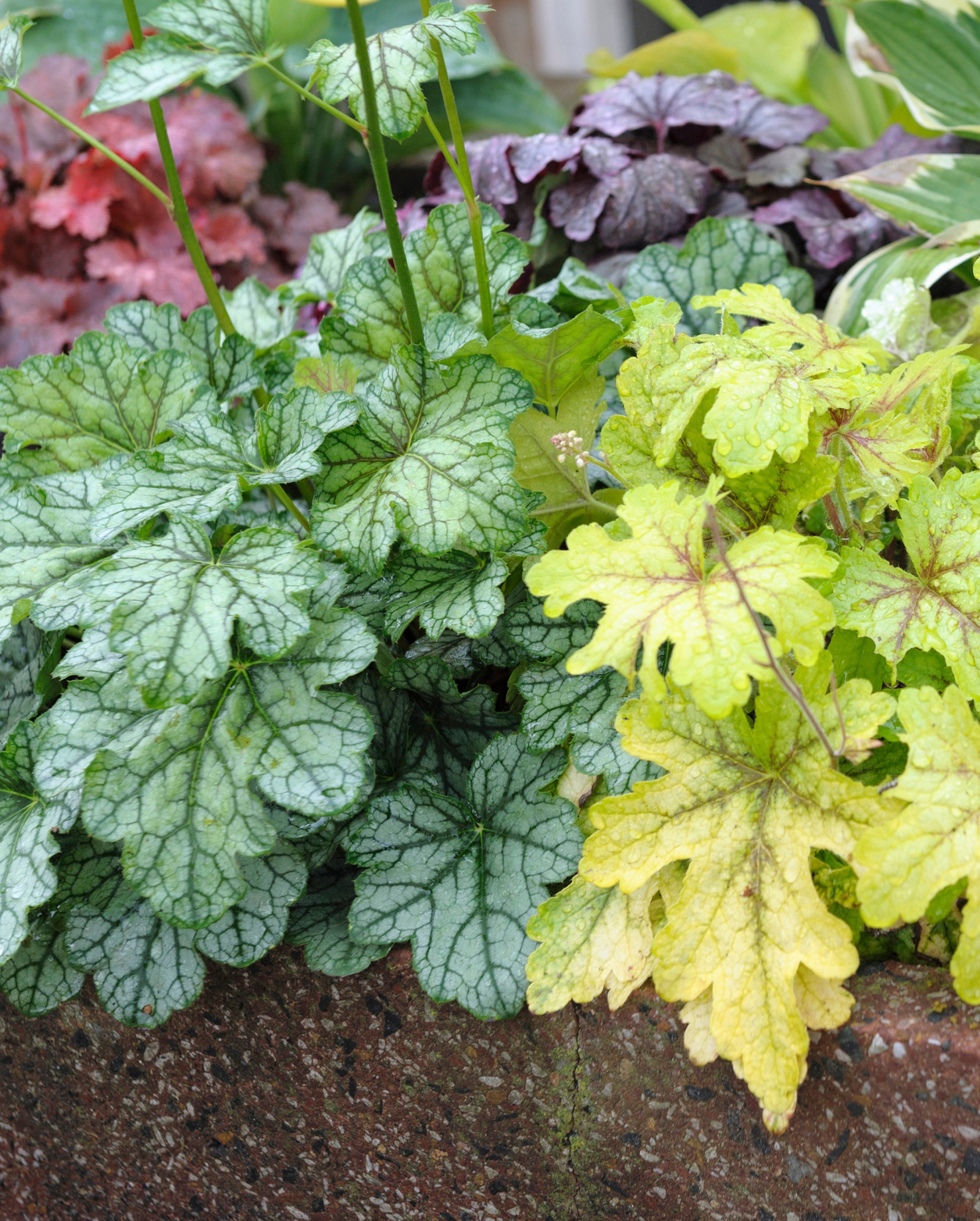heucherella 'alabama sunrise'