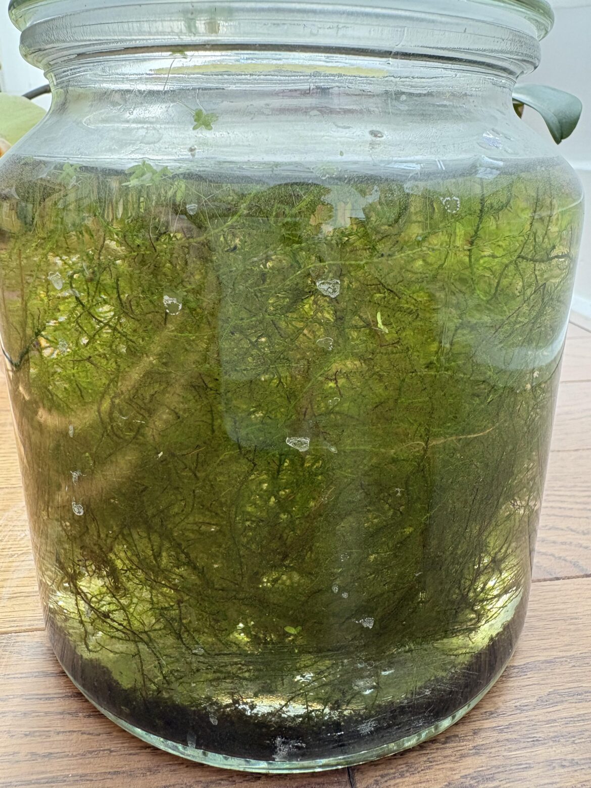 Jarrarium?