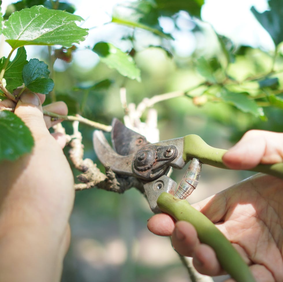 How to make your garden plants grow quicker person pruning tree