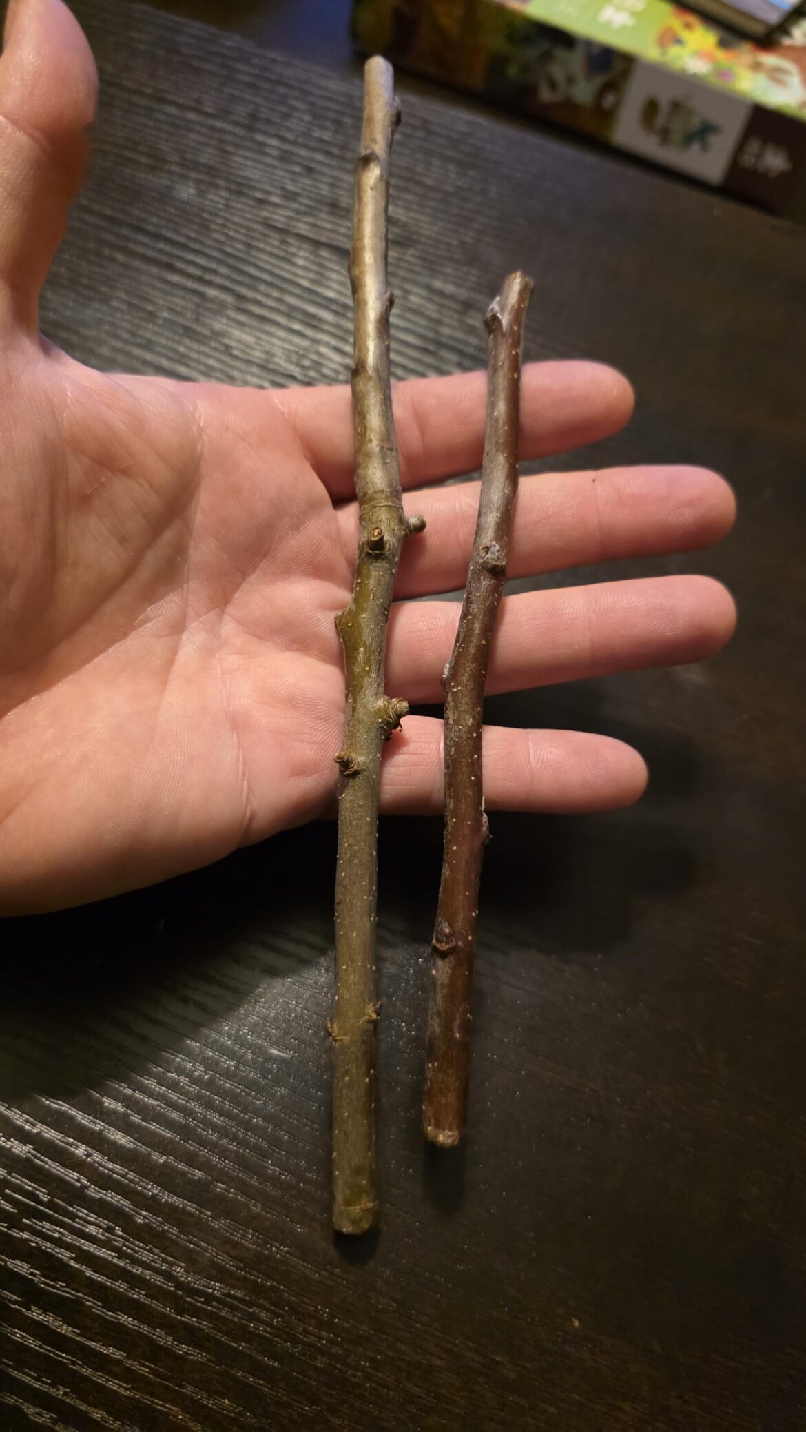 Hella Kitty Apple scions from Skillcult