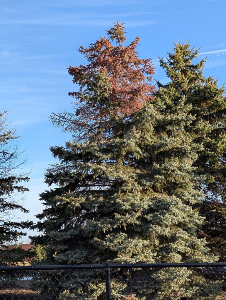 Blue Spruce MN Dying top Down