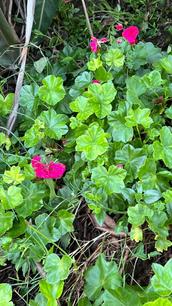 Looking for herbericide ✅Pelargonium ❌weeds ❌
