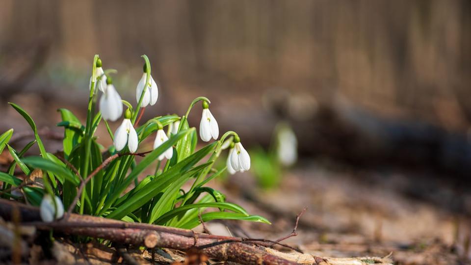 Beautiful first flowers snowdrops in spring forest. Tender spring flowers snowdrops harbingers of warming symbolize the arrival of spring. Scenic view of the spring forest with blooming flowers