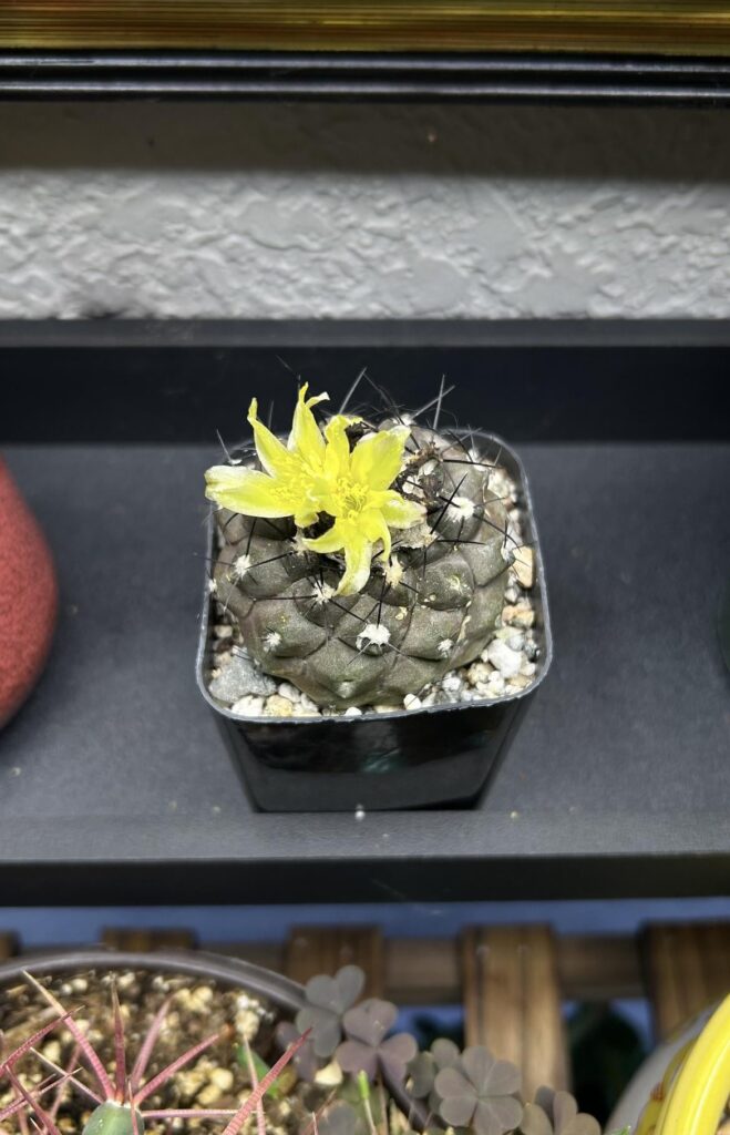 Copiapoa esmeraldana indoor bloom