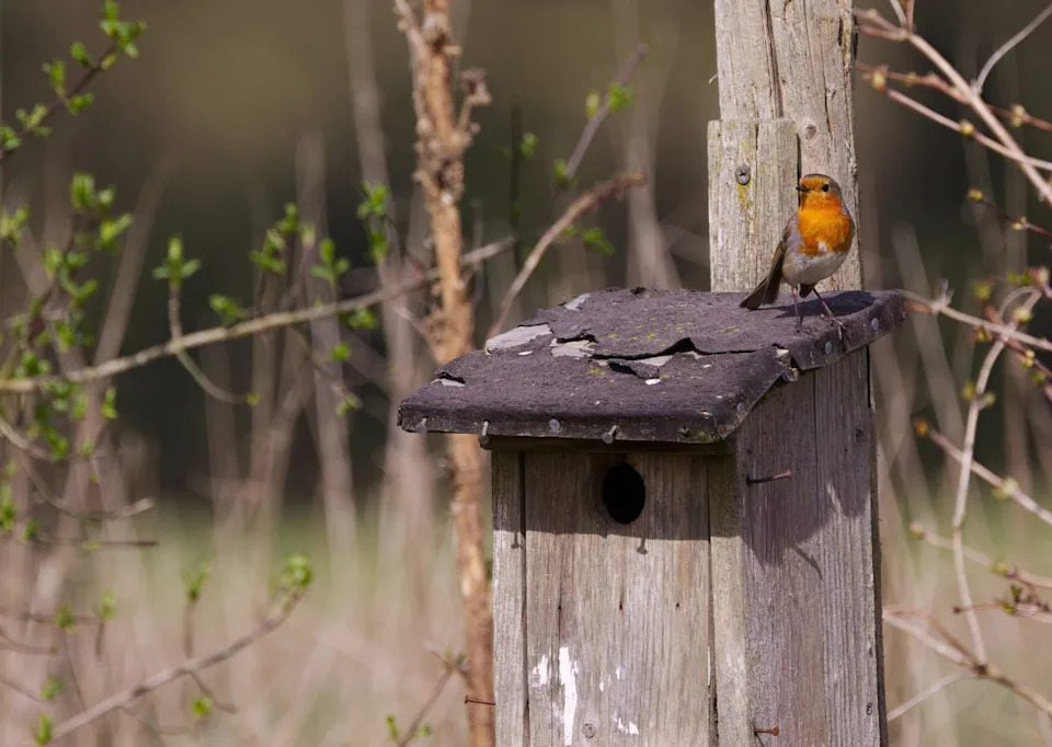 robin on the roof of a birdhouse,