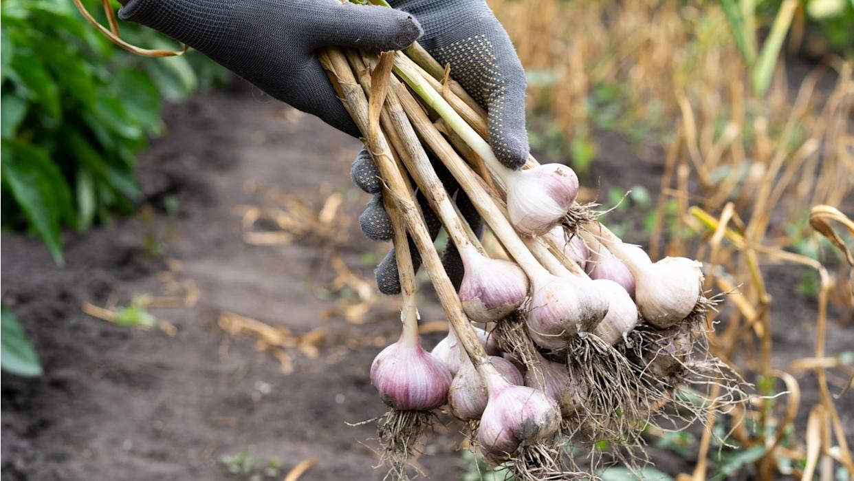 garlic harvesting close-up of gloved hands, gardening vegetables