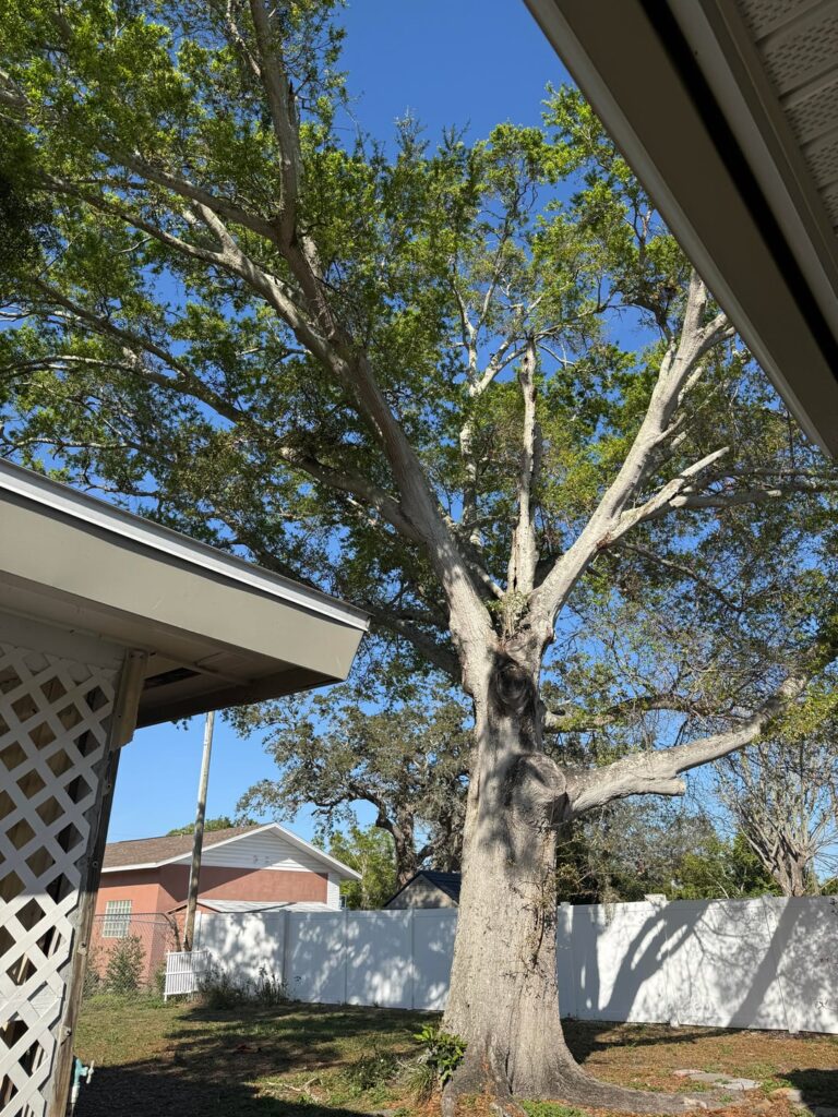Does this entire Oak really need to come down (FL)?